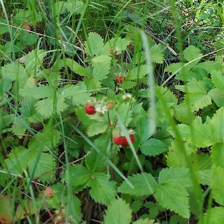 сиана Guest house