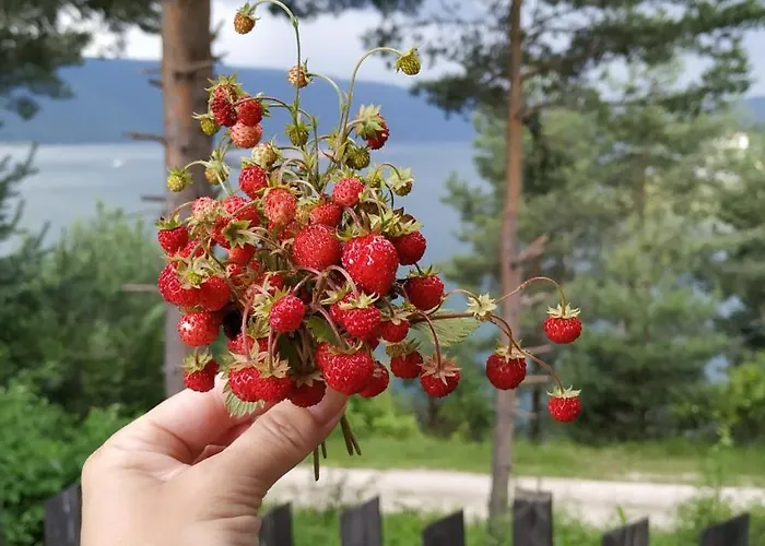 сиана ドスパット