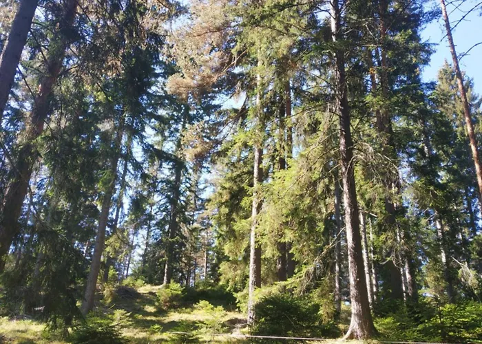 сиана * ドスパット